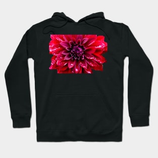 Dahlia Hoodie